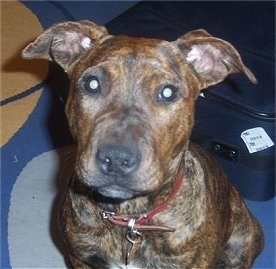 Close Up - A brown brindle American Staffordshire Terrier that is sitting on a rug, it is looking up and there is a packed bag behind it.